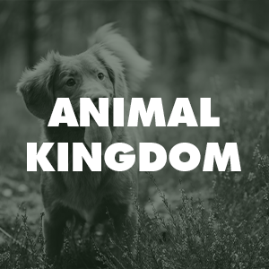 animal kingdom logo black
